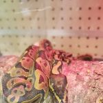 Betta Pets & Supplies