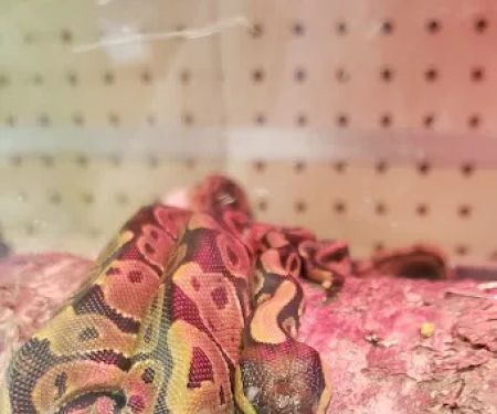 Betta Pets & Supplies