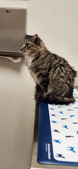 Vetco Total Care Animal Hospital Picture 9