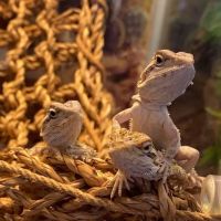 Exotic Fish & Reptiles ico