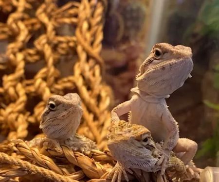 Exotic Fish & Reptiles
