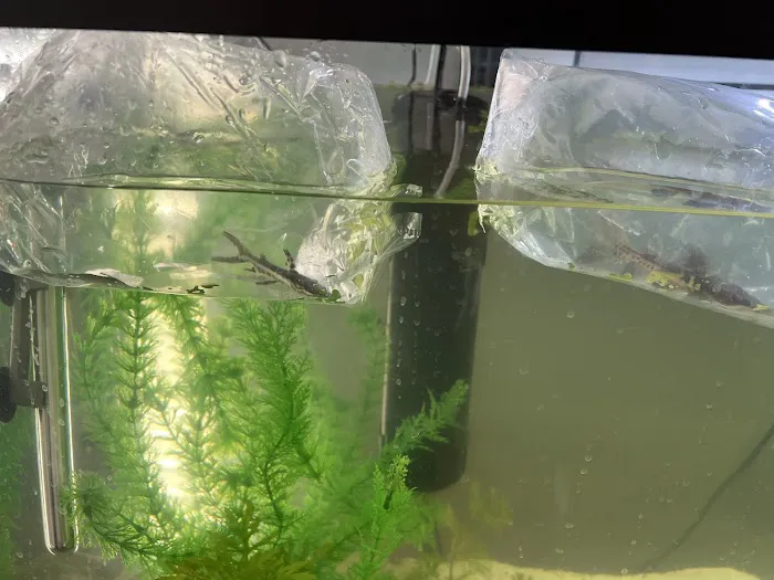 TropiFish And Beyond Picture 1