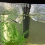 TropiFish And Beyond
