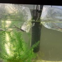 TropiFish And Beyond ico