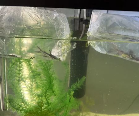 TropiFish And Beyond