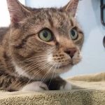 Kindred Integrative Veterinary Services