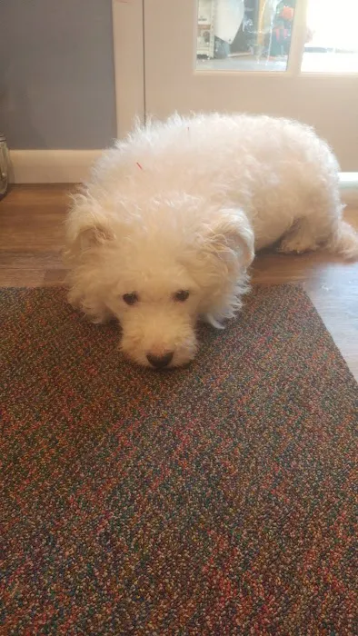 Kindred Integrative Veterinary Services Picture 10