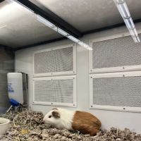Petco ico