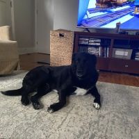Patt Veterinary Hospital ico