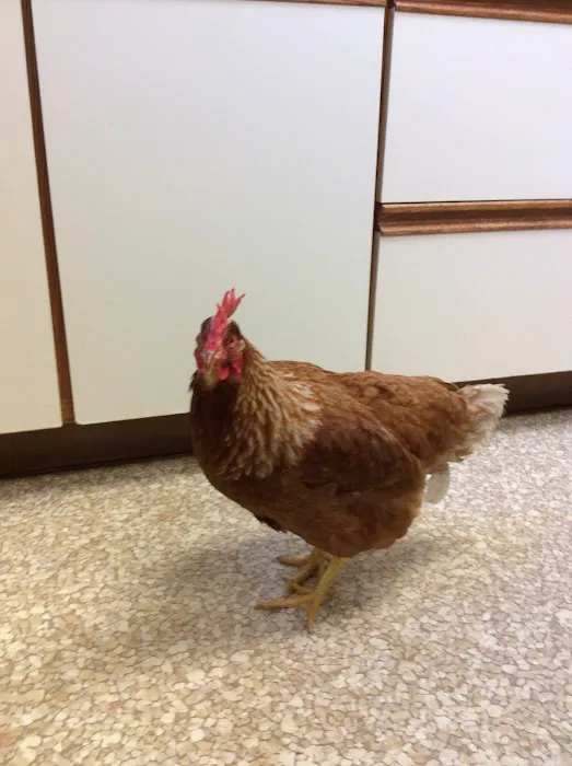 Ironstone Veterinary Hospital Picture 10