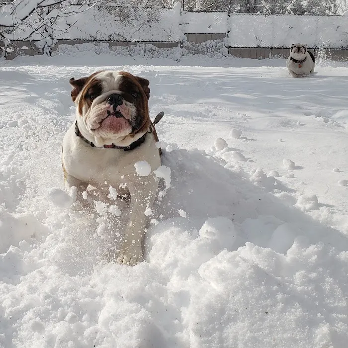 Pleasant Valley Animal Hospital Picture 6