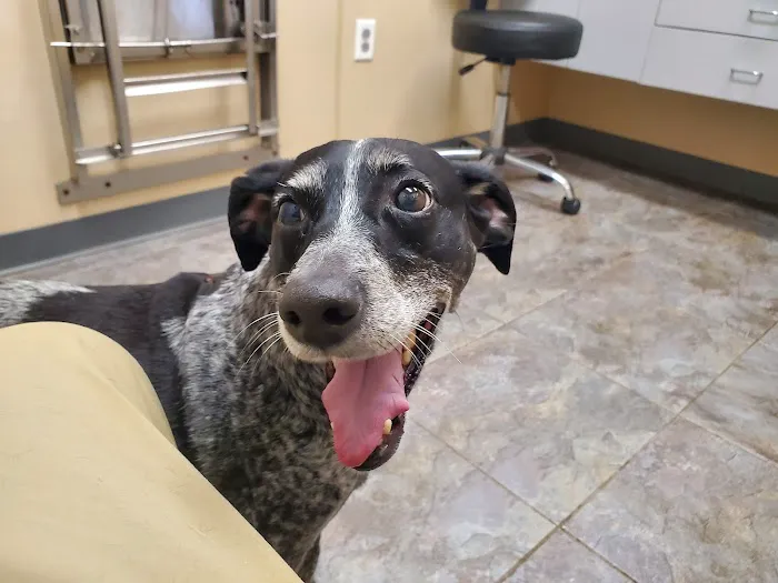 Pleasant Valley Animal Hospital Picture 8
