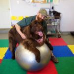 AnWell Veterinary Rehab & Conditioning Center