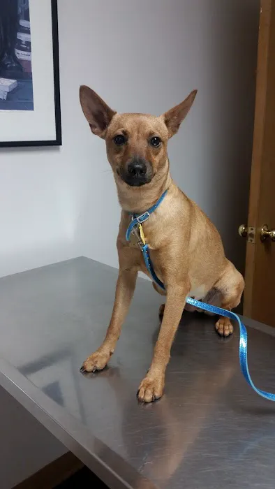 Spring Mills Veterinary Hospital Picture 5