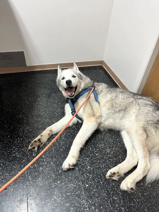 Spring Mills Veterinary Hospital Picture 9