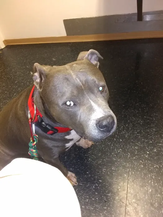 Spring Mills Veterinary Hospital Picture 8
