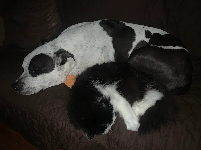 Spring Mills Veterinary Hospital Picture 10