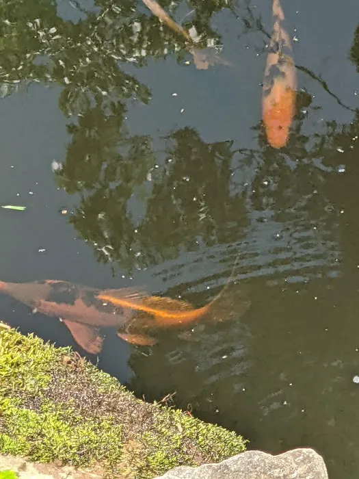 River Roads Ponds & Koi Picture 1