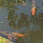 River Roads Ponds & Koi
