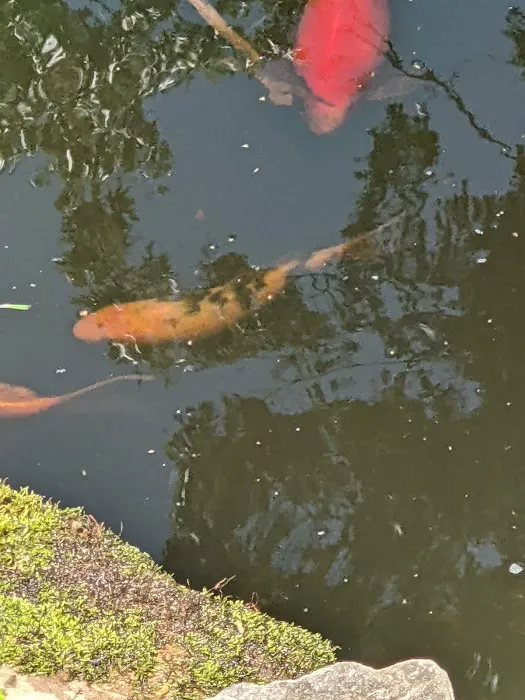River Roads Ponds & Koi Picture 3
