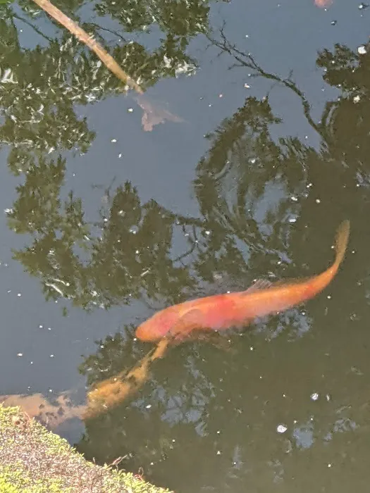 River Roads Ponds & Koi Picture 4