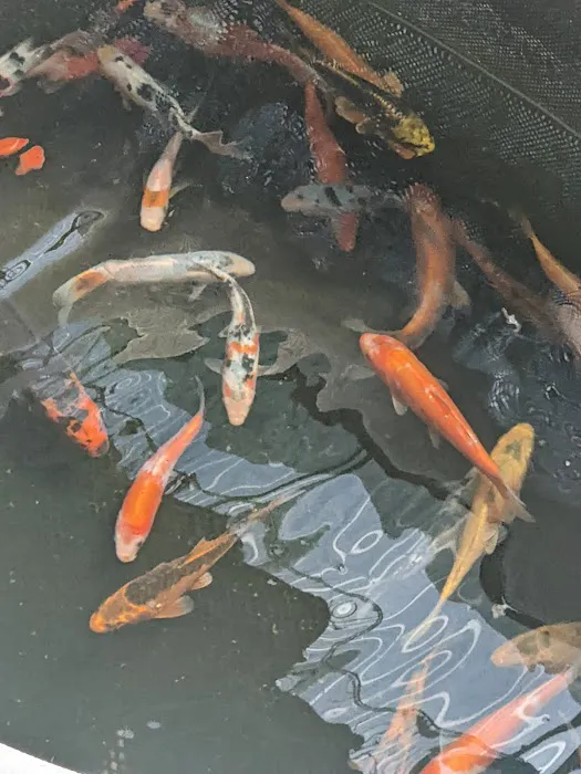 River Roads Ponds & Koi Picture 2