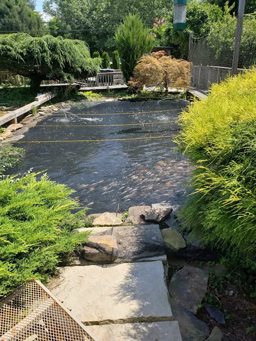 River Roads Ponds & Koi Picture 7