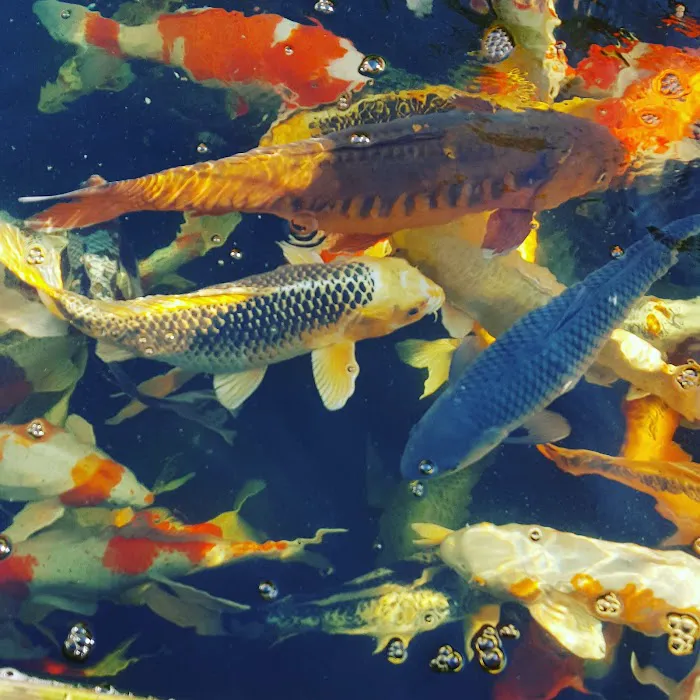River Roads Ponds & Koi Picture 6