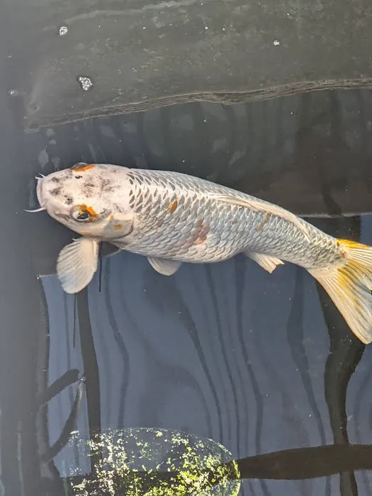 River Roads Ponds & Koi Picture 5