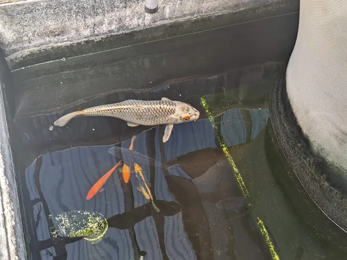 River Roads Ponds & Koi Picture 10