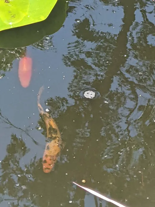 River Roads Ponds & Koi Picture 9