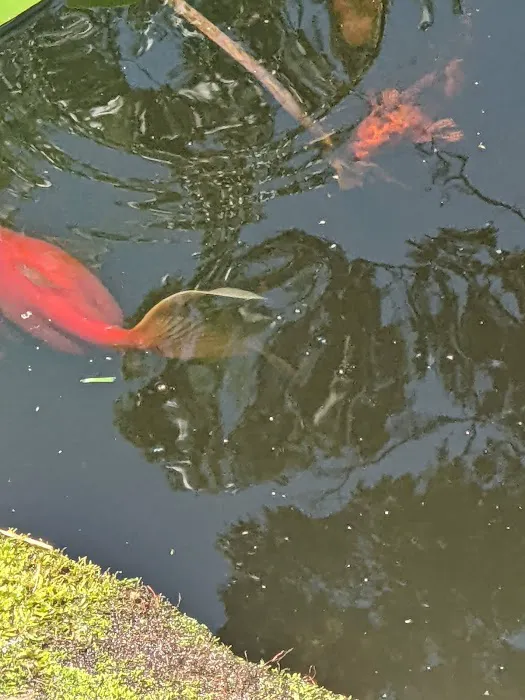 River Roads Ponds & Koi Picture 8