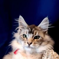 Carol's Cottage Cattery ico