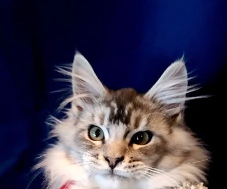 Carol's Cottage Cattery
