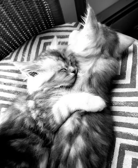 Carol's Cottage Cattery Picture 6