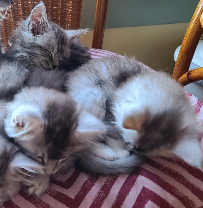 Carol's Cottage Cattery Picture 7