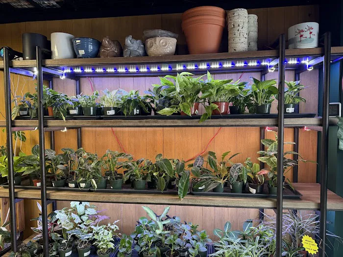 Jay's Exotic Reptiles & Plants Picture 3