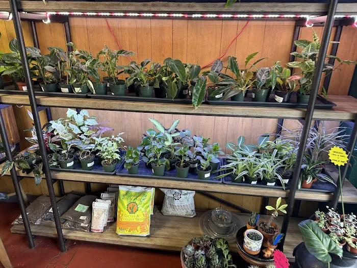 Jay's Exotic Reptiles & Plants Picture 8