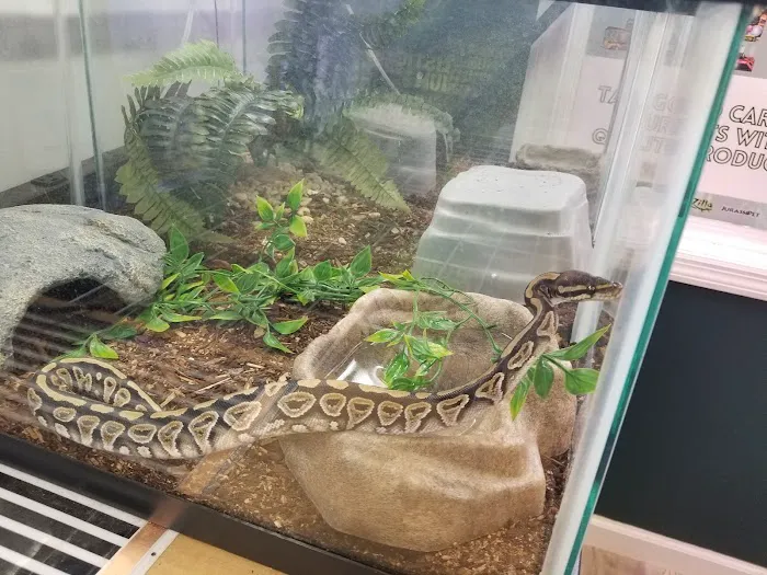 Royal Python's Cove Picture 9