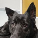 Lambertville Animal Hospital
