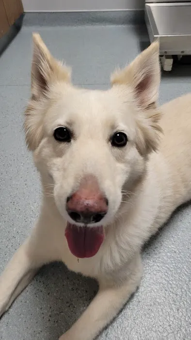 Lambertville Animal Hospital Picture 5