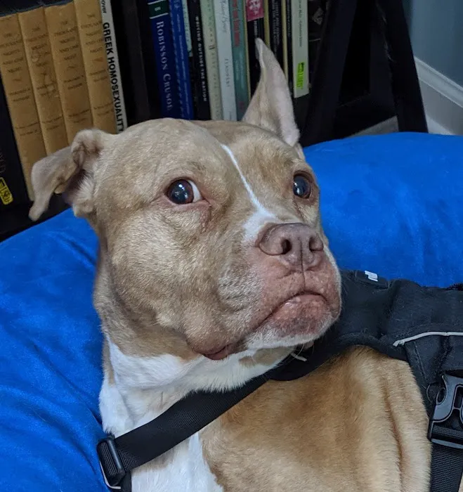 Lambertville Animal Hospital Picture 9