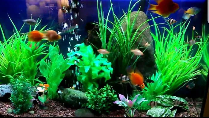 Majestic Aquatics Picture 2