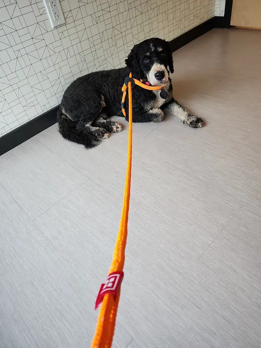 Vet Vision Center Picture 8