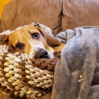 Creekview Veterinary Hospital ico