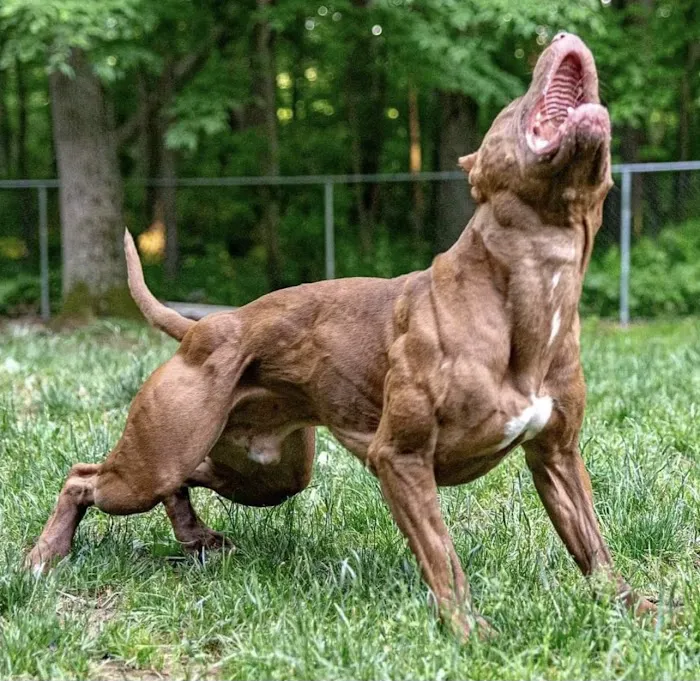 Athletic K9 Raw Dog Food Picture 1