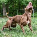 Athletic K9 Raw Dog Food