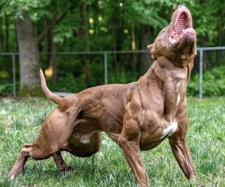 Athletic K9 Raw Dog Food