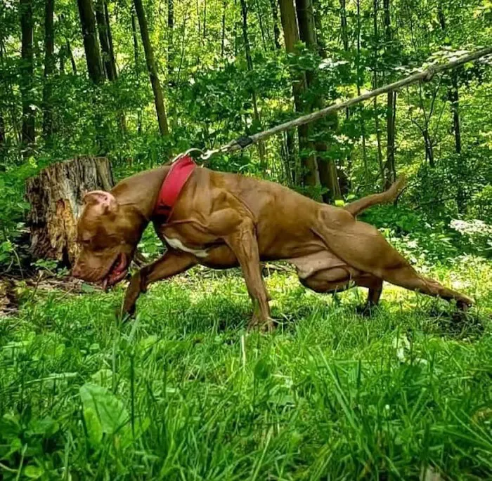 Athletic K9 Raw Dog Food Picture 3