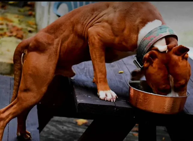 Athletic K9 Raw Dog Food Picture 8